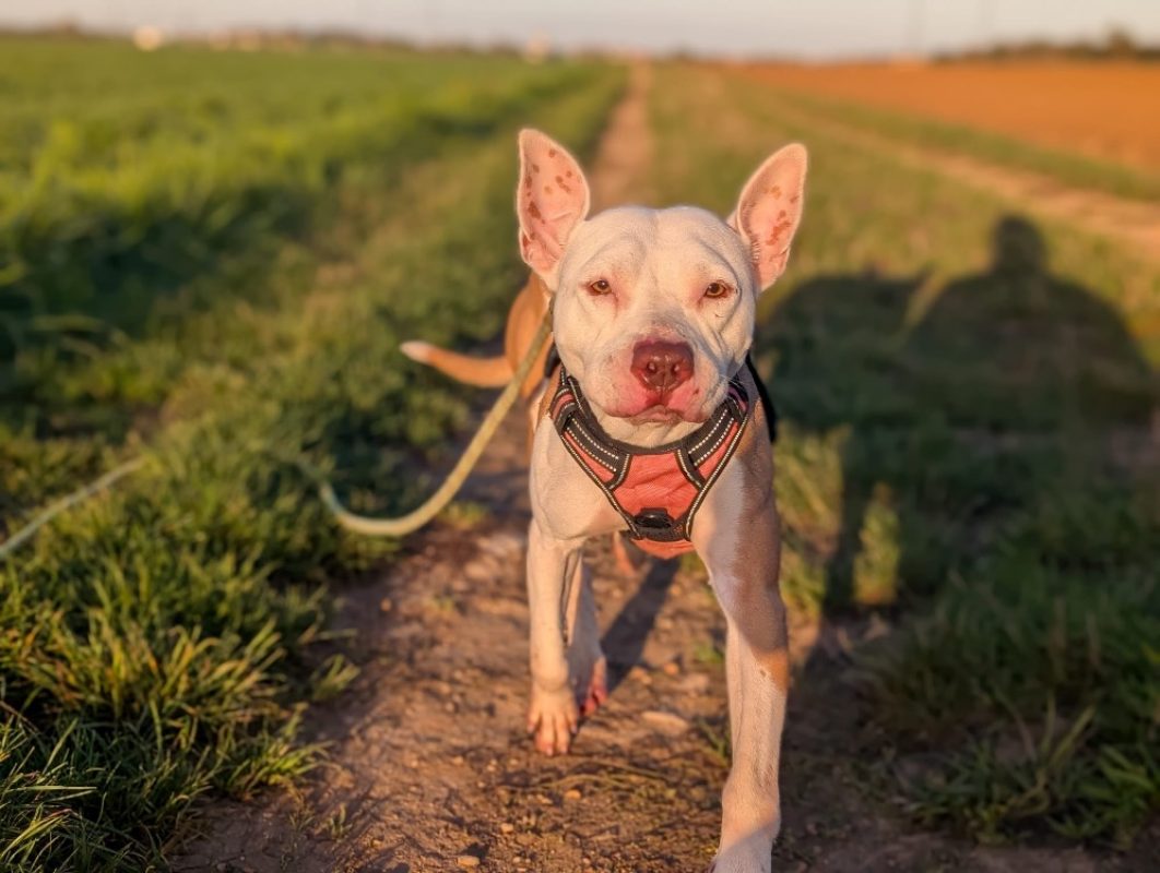 Jerry - Chien Bouledogue Américain à adopter