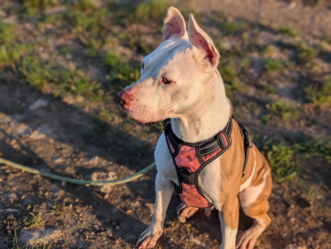 Jerry - Chien Bouledogue Américain à adopter - photo 4