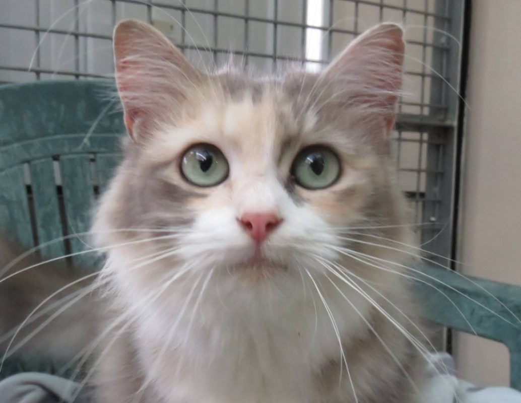 Dione - Chat Européen à adopter