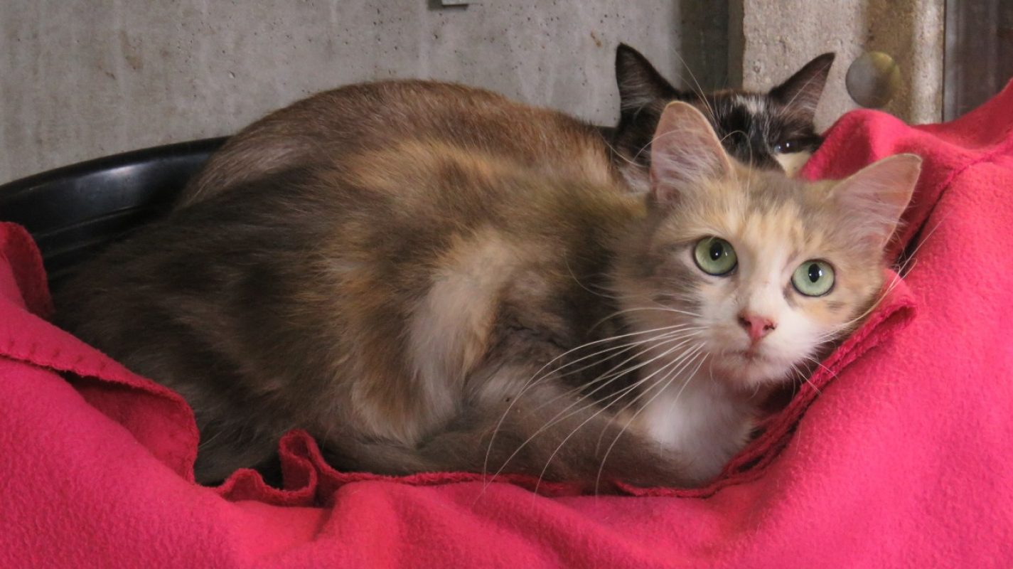 Dione - Chat Européen à adopter - photo 2