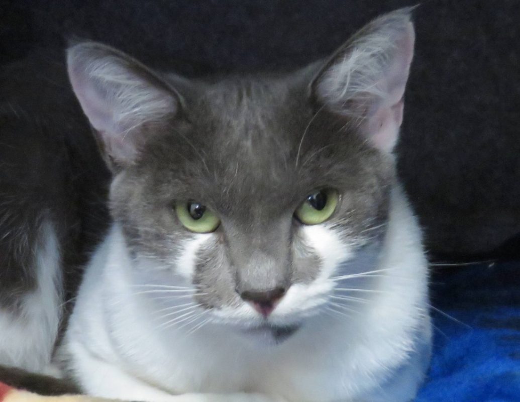 Demeter - Chat Européen à adopter