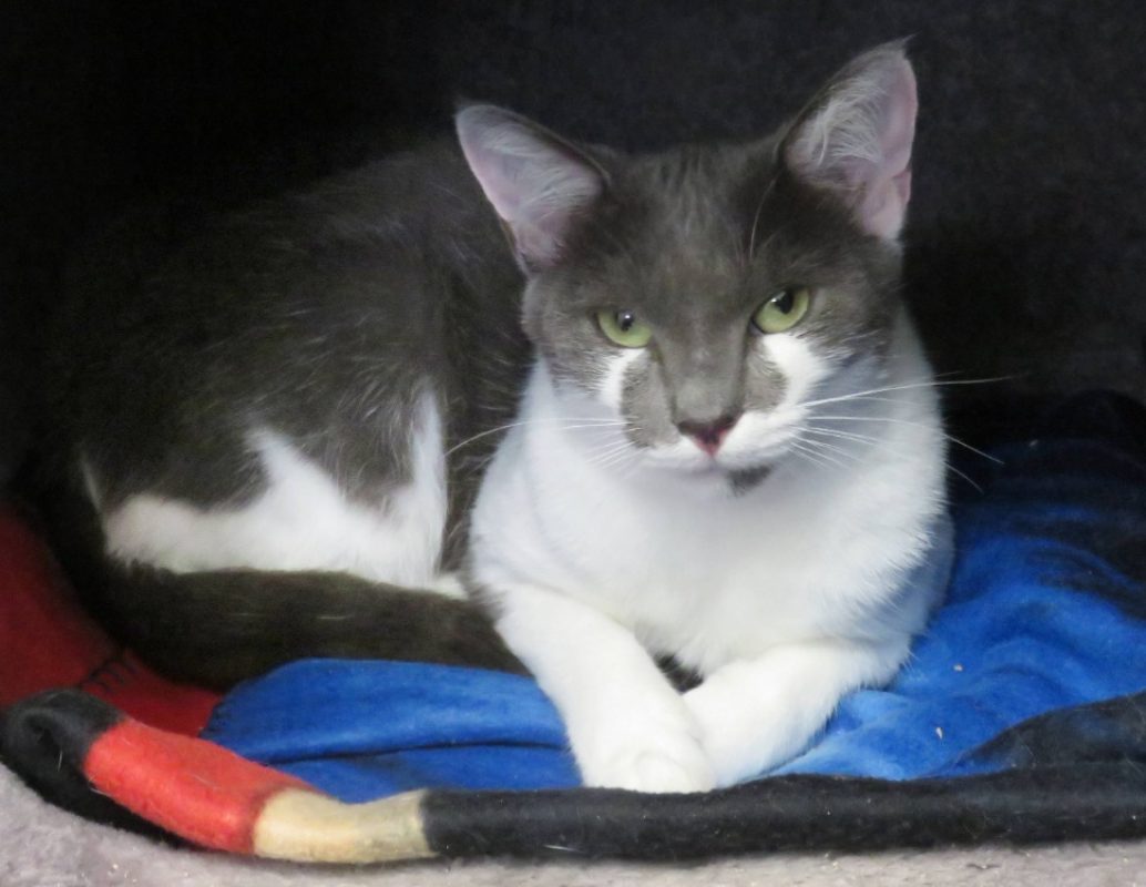 Demeter - Chat Européen à adopter - photo 2