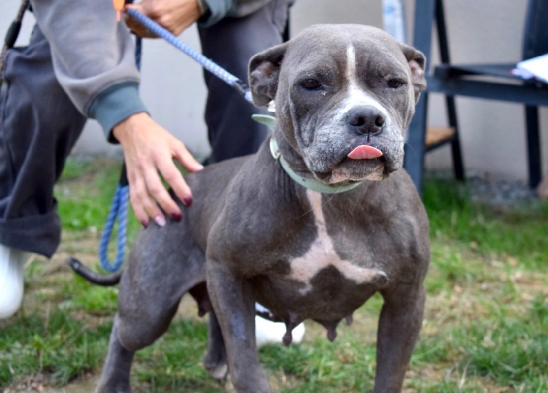 Douma - Chien Boxer à adopter