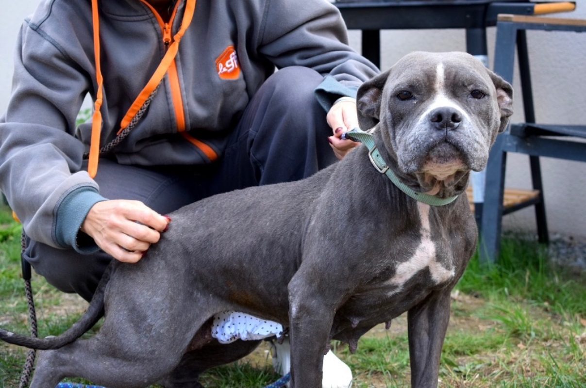 Douma - Chien Boxer à adopter - photo 2