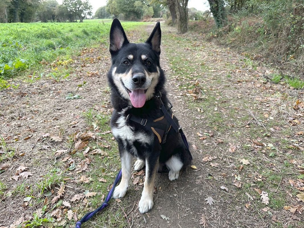 Django - Chien à adopter - photo 3