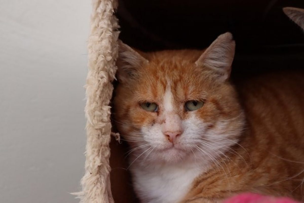 Orlando - Chat Européen à adopter