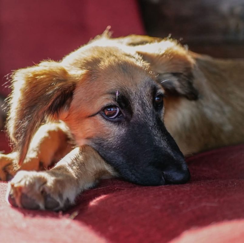 Armine - Chien Berger Belge Malinois à adopter - photo 3