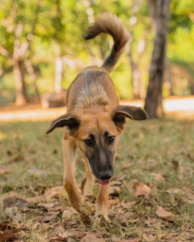 Armine - Chien Berger Belge Malinois à adopter - photo 4