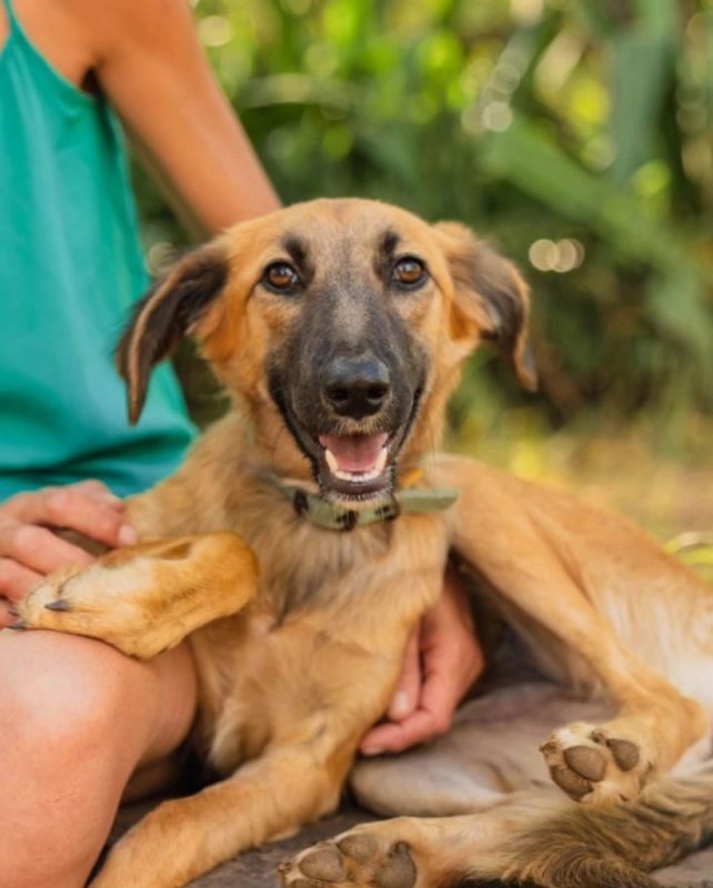 Armine - Chien Berger Belge Malinois à adopter - photo 2