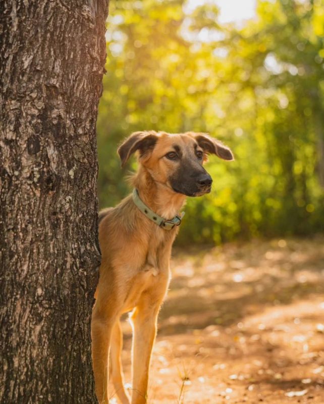 Armine - Chien Berger Belge Malinois à adopter