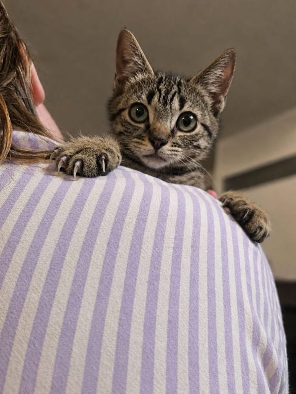 lee - Chat à adopter
