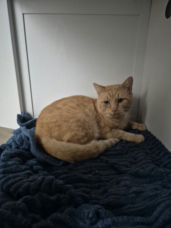 major - Chat à adopter