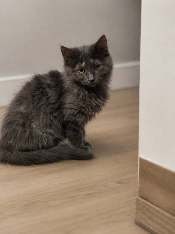 mist - Chat à adopter