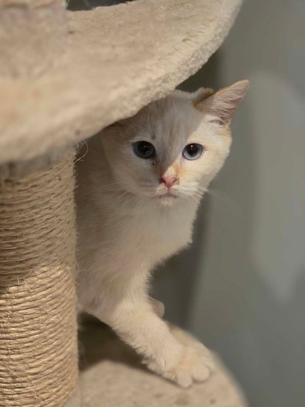 sierra - Chat à adopter