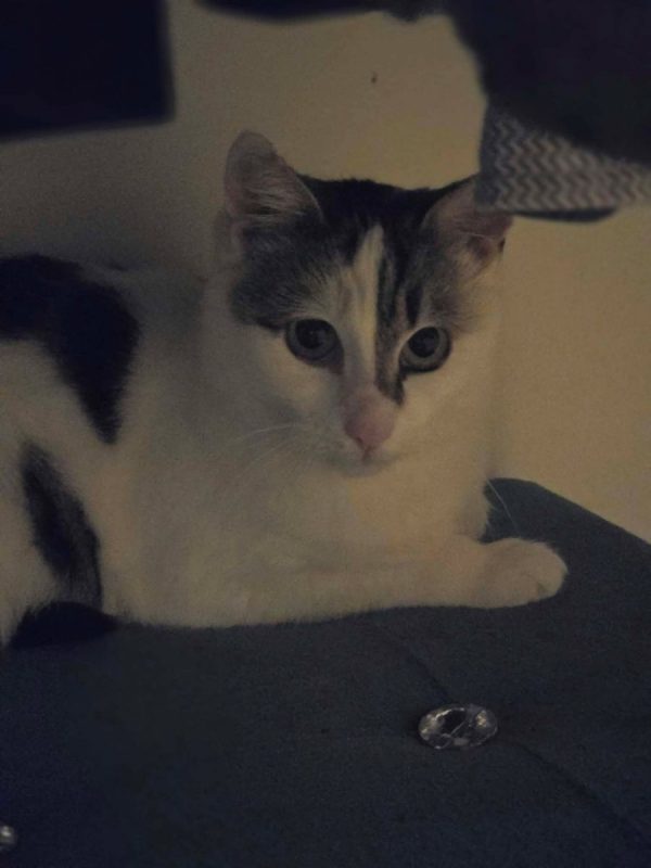 ohana - Chat à adopter