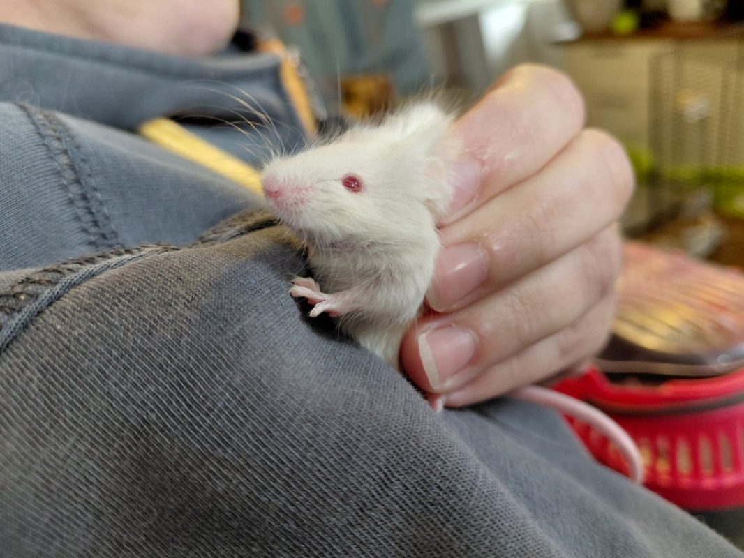 Biarritz - Rongeur Souris à adopter
