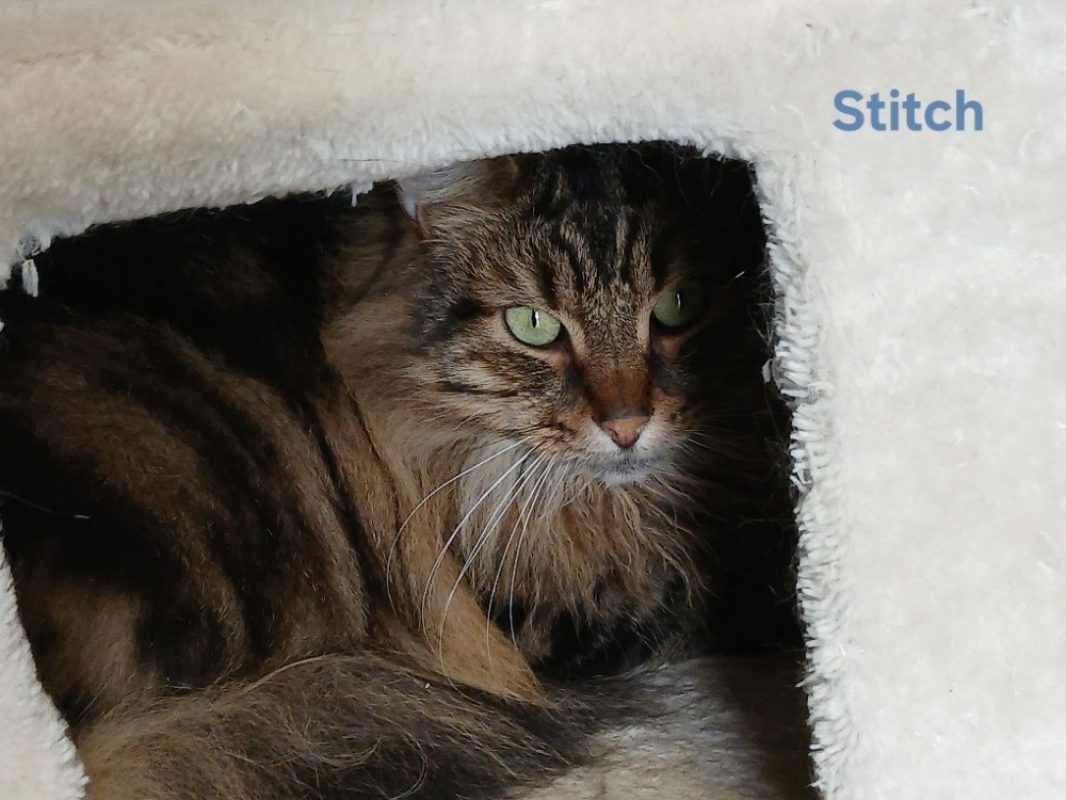 Stitch - Chat Européen à adopter