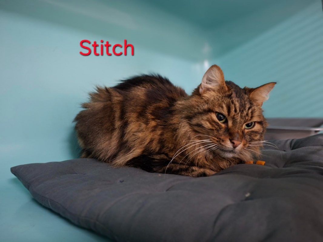 Stitch - Chat Européen à adopter - photo 2