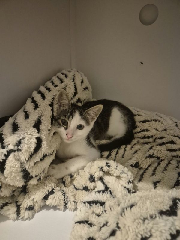 jane - Chat à adopter