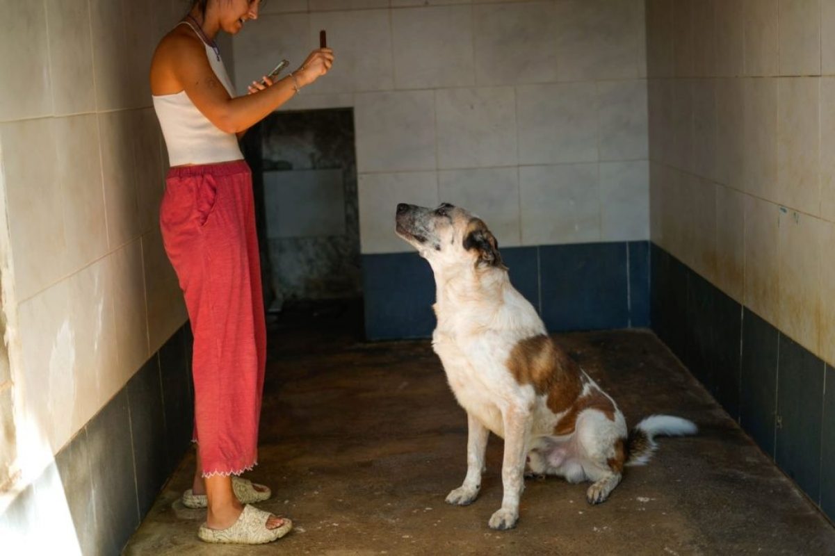 Moncho - Chien à adopter - photo 4