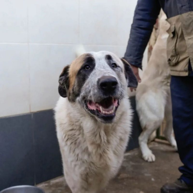 Moncho - Chien à adopter - photo 6