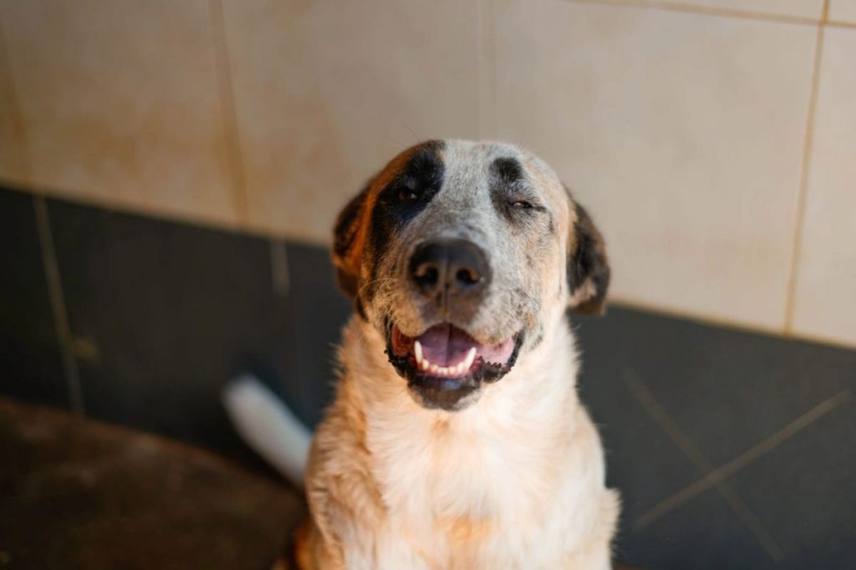 Moncho - Chien à adopter