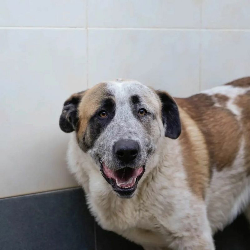Moncho - Chien à adopter - photo 5