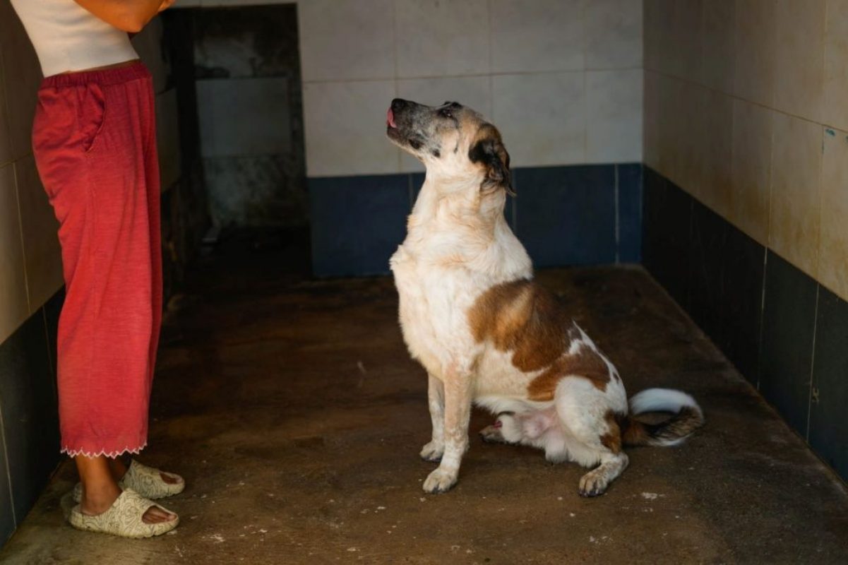 Moncho - Chien à adopter - photo 2