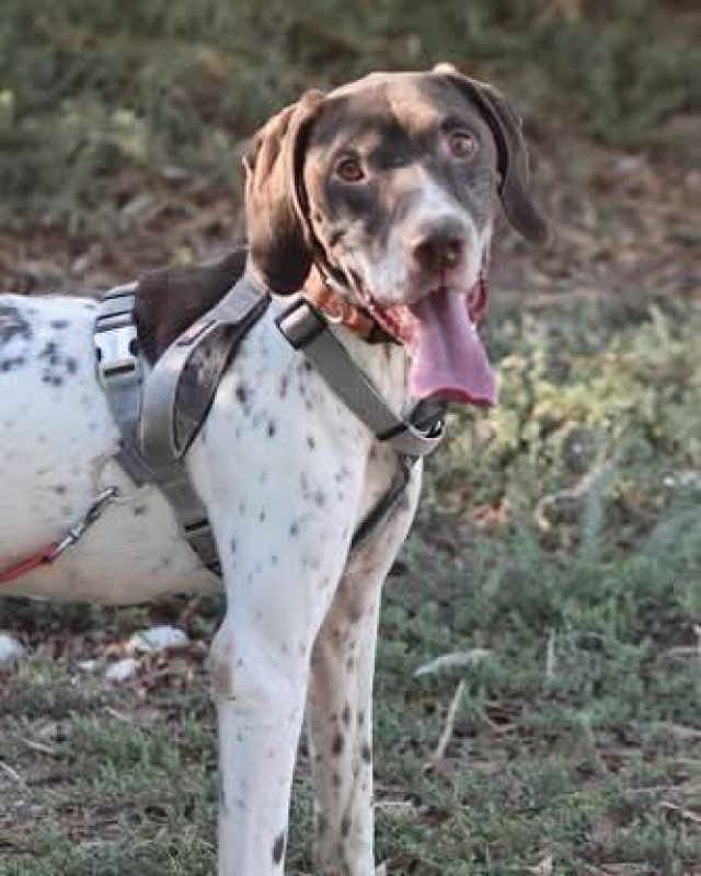 Cachopo - Chien à adopter