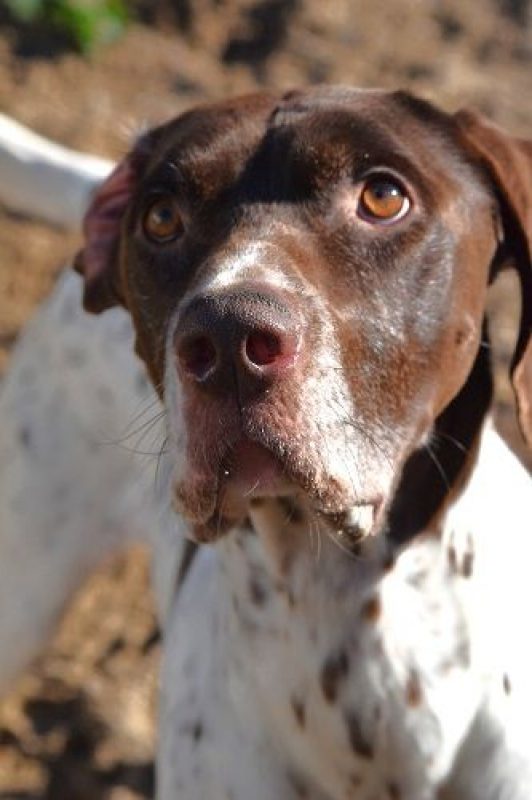Cachopo - Chien à adopter - photo 4