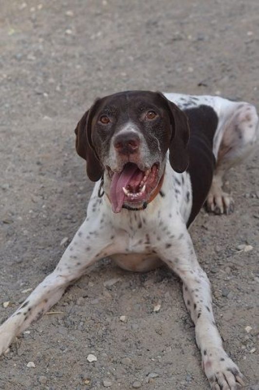 Cachopo - Chien à adopter - photo 5