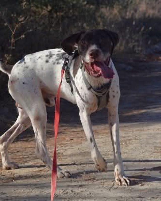Cachopo - Chien à adopter - photo 2