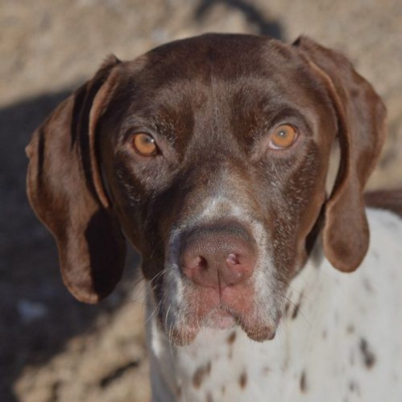 Cachopo - Chien à adopter - photo 3