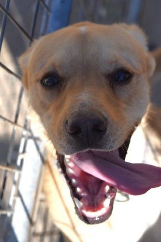 Cordobes - Chien à adopter - photo 3