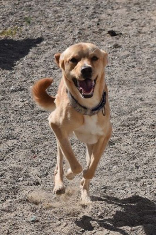 Cordobes - Chien à adopter - photo 6