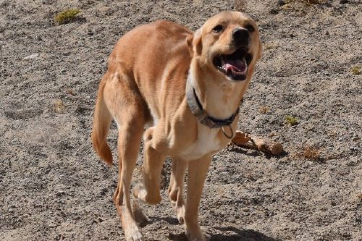 Cordobes - Chien à adopter - photo 5