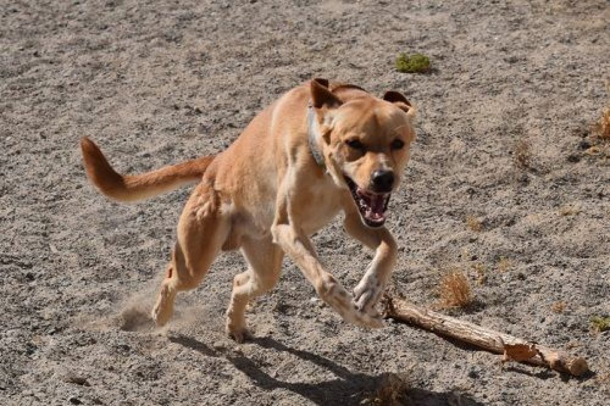 Cordobes - Chien à adopter - photo 2