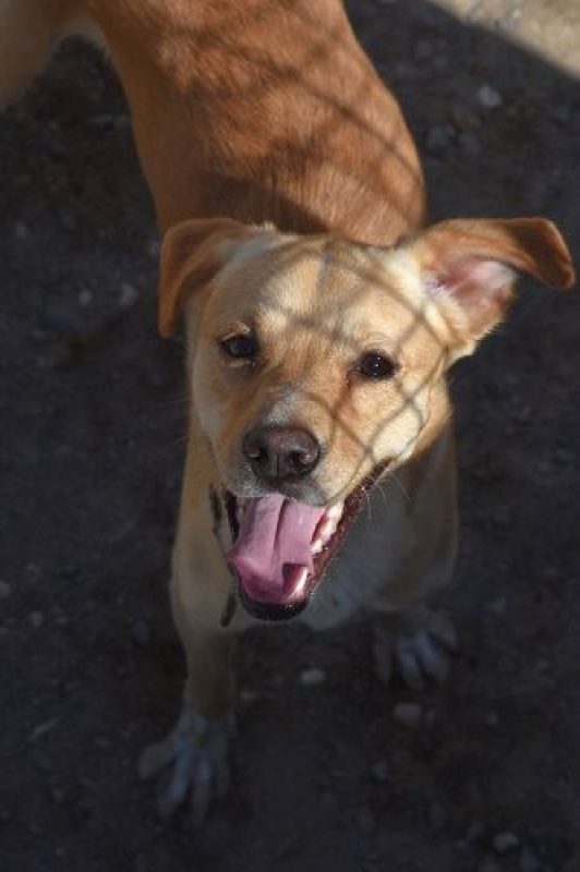 Cordobes - Chien à adopter