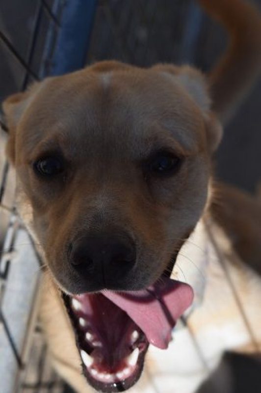 Cordobes - Chien à adopter - photo 4