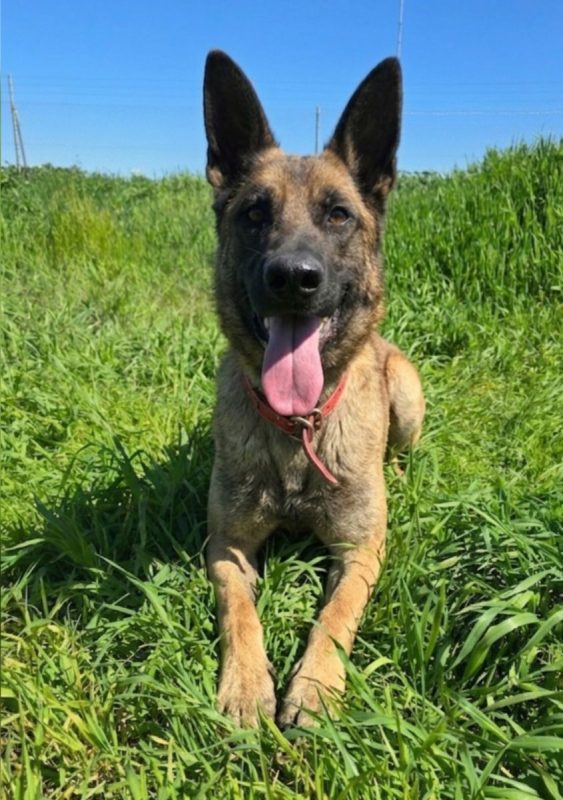 Ragnar - Chien à adopter - photo 6