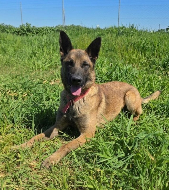 Ragnar - Chien à adopter - photo 7