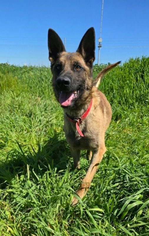 Ragnar - Chien à adopter - photo 2