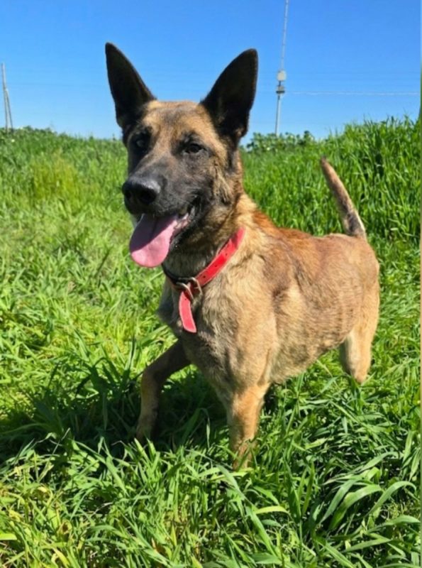 Ragnar - Chien à adopter - photo 4