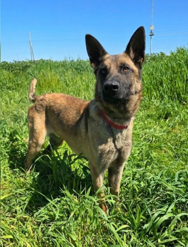 Ragnar - Chien à adopter - photo 5