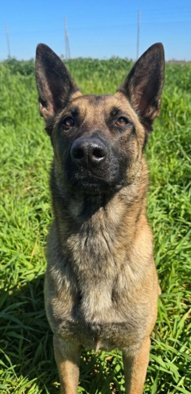 Ragnar - Chien à adopter