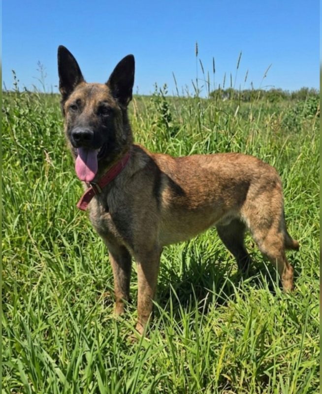 Ragnar - Chien à adopter - photo 3