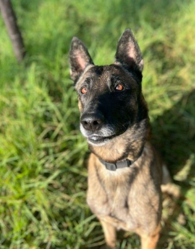 Kenny - Chien à adopter - photo 4