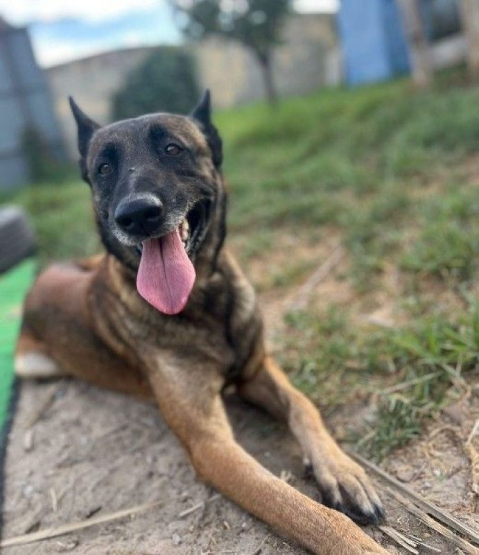 Kenny - Chien à adopter - photo 2