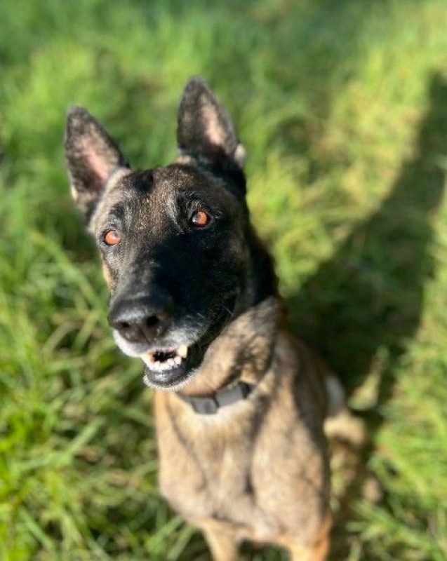 Kenny - Chien à adopter - photo 6