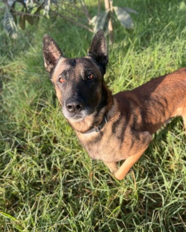 Kenny - Chien à adopter - photo 3